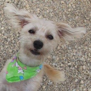 Meet your Posher, Joey